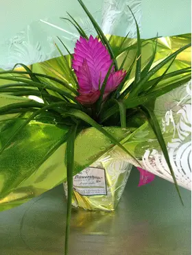 Tillandsia Cyanea σε συσκευασία δώρου !!!