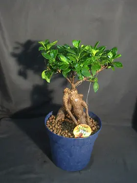 Interior space plant ficus ginseng