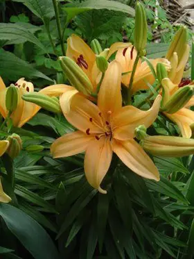 Lillies gift wrapped