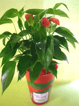 Anthurium plant  in glass vase