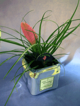 Plant tillandsia in glass vase