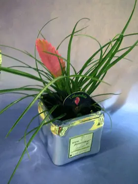 Plant tillandsia in glass vase