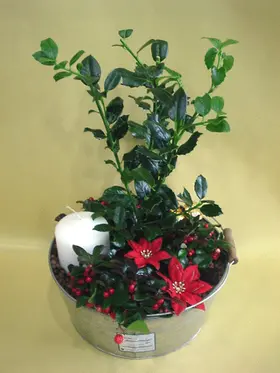ilex-gaul-candle.gif
