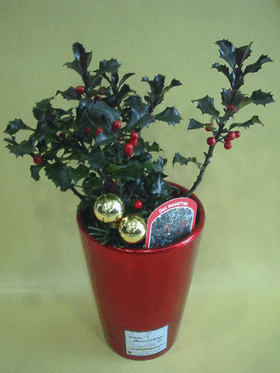 "Ilex" or "Gaultheria Big Berries" plant in ceramic pot