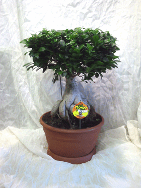 Φυτό ficus ginseng "mondo verde" γλάστρα  30cm συνολικό ύψος 80cm