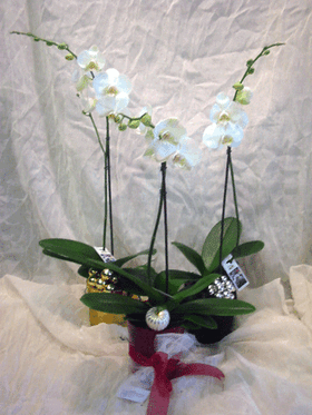 Orchid phalaenopsis plant in pot
