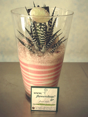 Plant  Haworthia in glass vase with decorative sand layers.