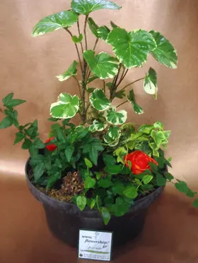 Plant arrangement in quality plastic bowl