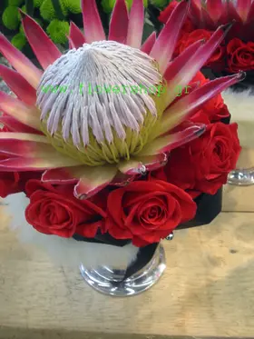 Exclusive arrangement with protea "madiba king" and red roses in pot