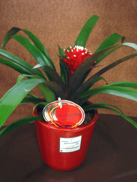 Guzmania plant in ceramic pot