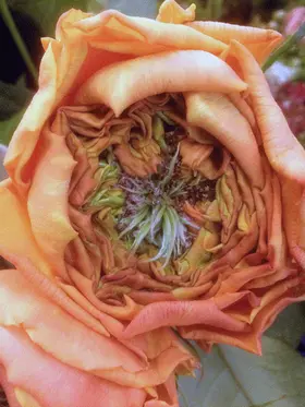 "Caraluna" Extra special new variety rose with (4) hearts.