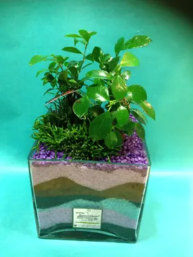 Plants ginseng ficus & rhipsalis in glass vase !!!