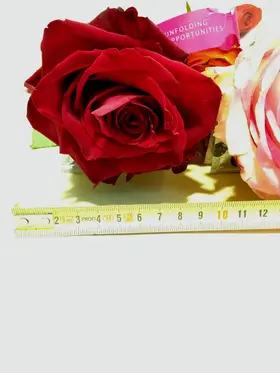 Big headed ecuadorian (best in the world) roses bouquet (41 stems) with greens !!! (mixed colors)