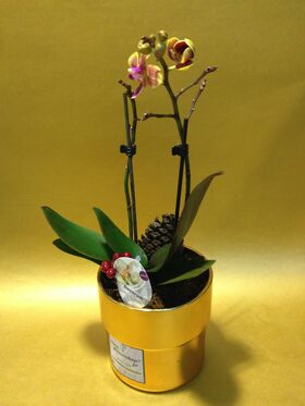 Phalaenopsis Orchid Kolibri plant in ceramic pot with decoration. Special variety "Dwarf"