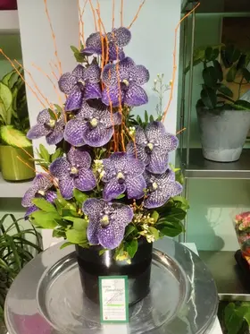 vanda orchids arrangement