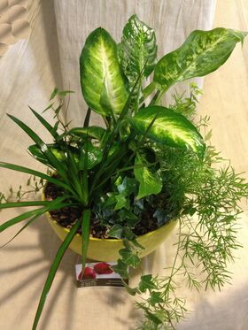 Plant arrangement in quality plastic bowl