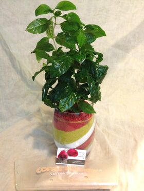 Plant Coffea in glass vase !!! Exclusive.