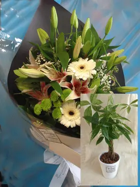 Season Flowers Bouquet + Plant in Quality Pot !!!