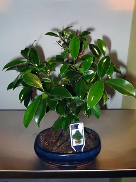 Bonsai plant