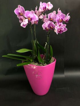Phalaenopsis "Kolibri" In Vase or Ceramic Pot !!!  Fascinating !!!