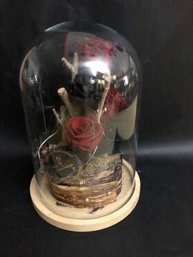 Roses Preserved in "Glass Fanus" Diam 17 cm Height 24 cm . Blue + Red (4) heads.