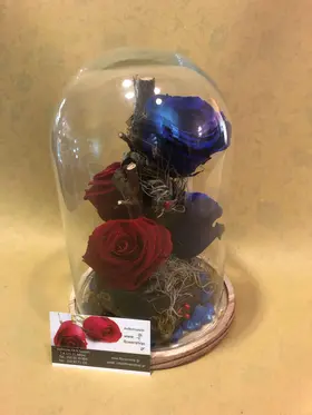 Roses Preserved in "Glass Fanus" Diam 17 cm Height 24 cm . Blue + Red (4) heads.