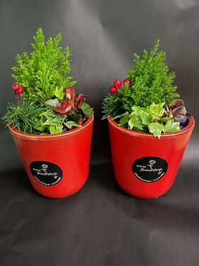 Φυτό κυπαρίσσι σε κεραμικό ποτ. (τυχαία εορταστικά χρώματα). Αγοράστε "Ιδιαίτερο"=σύνθεση με φυτά! Αγοράστε "Πολυτελές"=(2) δύο συνθέσεις!!!