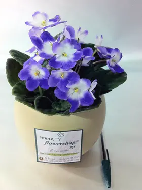 Saint Paulia  plant in fine ceramic pot!!!