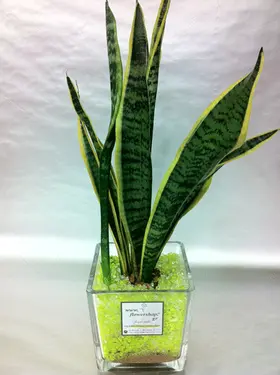Φυτά Sansevieria