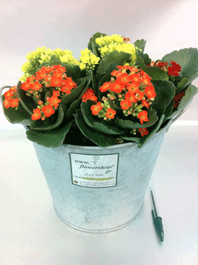 Kalanchoe Plants  in zink "planters" pot with accessories!!!