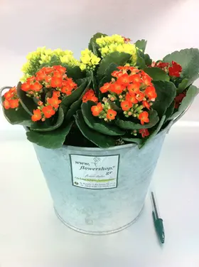 Φυτά kalanchoe  σε ποτ zink "planters"  με αξεσουάρ!!!