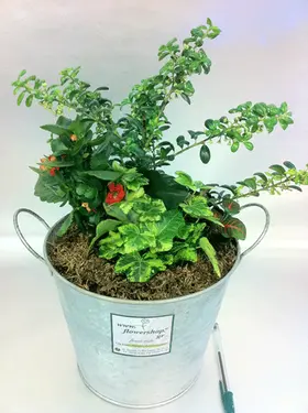 Φυτά "πράσινα" σε ποτ zink "planters"  με αξεσουάρ!!!