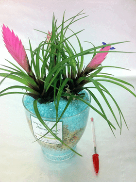 Plant tillandsias in glass vase.Blue sea!!!!