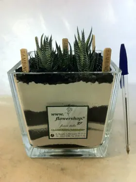 Plants haworthia in glass vase