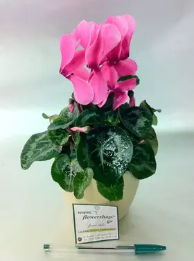 Cyclamen plant in fine ceramic pot!!!