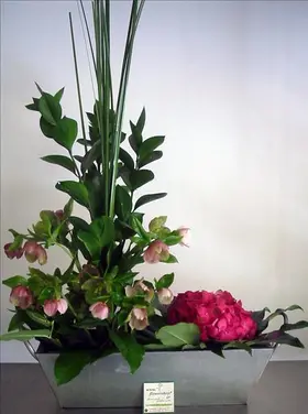 vertical helleborus.jpg