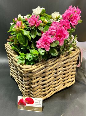 Plant azalea in pot or in basket arrangement.