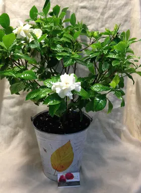Gardenia in Zink Decorative Pot