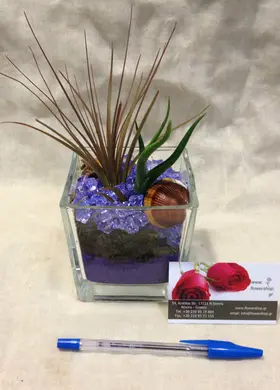 Air Plants tillandsias in glass vase with decoration.