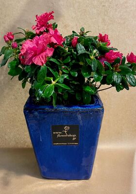 Plant azalea in pot or in basket arrangement. Exclusive.