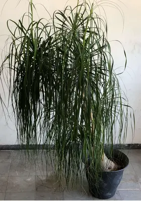 Φυτό Beaucarnea Nolina  ύψους περ.2.20m. σε ποιοτική γλάστρα. Ηλικία (30+) έτη.