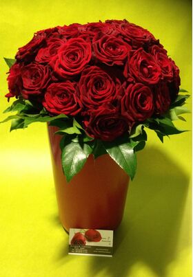 (25) κόκκινα & ροζ  τριαντάφυλλα Ολλανδικά μπουκέτο με πρασινάδες + Ποιοτικό κεραμικό βάζο. Σούπερ προσφορά .