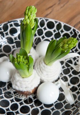 Hyacinth  "Waxed Bulb" . Does not need watering ! Grows by itself !