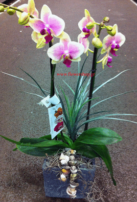 Orchid phalaenopsis plant "(2)flower spikes" + Tillandsia and decoration