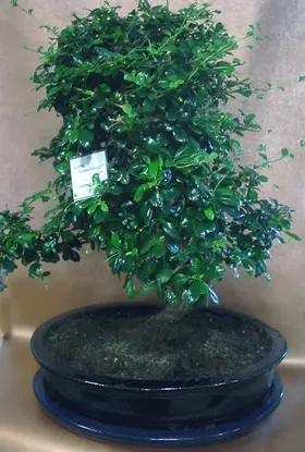 Bonsai plant