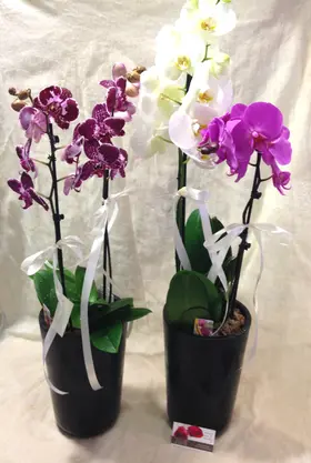 Phalaenopsis .Twin Extra Quality Pots with (2) plants in each one (total (4) plants). Very Exclusive.