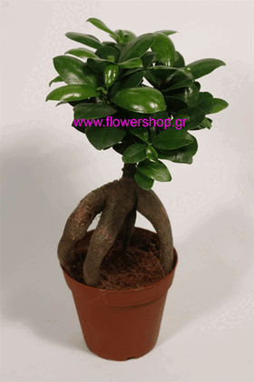 Ficus "ginseng" plant in fine ceramic pot!!!