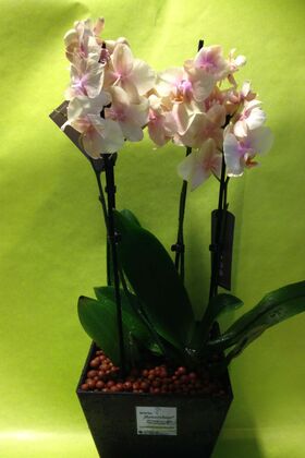 Phalaenopsis orchid (2) plants  in "artstone" fine plastic pot