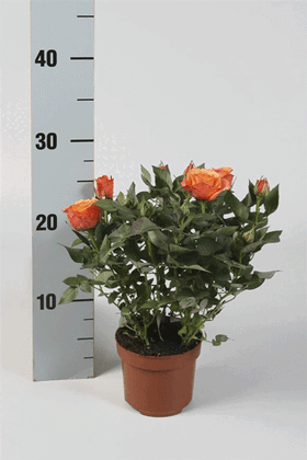 Φυτά Τριανταφυλιές "Rosa Kordana"