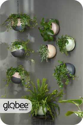 Το Globee είναι εύκολο να τακτοποιήσετε και να το συνδέσετε με διάφορους τρόπους.
Για να μπορέσετε να πρασινίσετε τον κόσμο σας με έναν απλό, κομψό τρόπο και εξοικονομώντας χώρο.